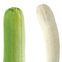 sponge cucumber